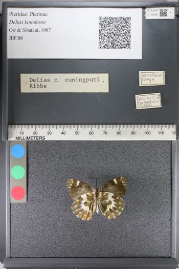 Media type: image;   Entomology 128286